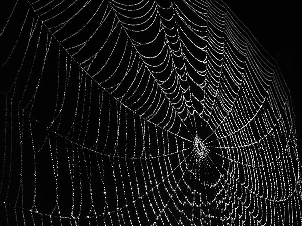 spider-web-1a.jpg